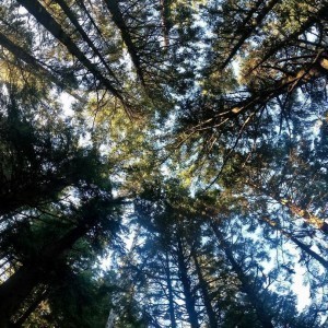 Oregon .Forest